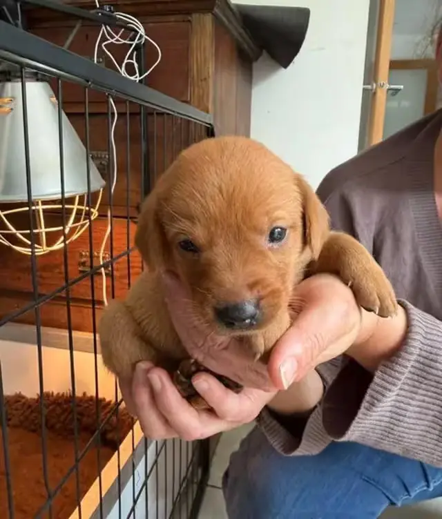 labrador training