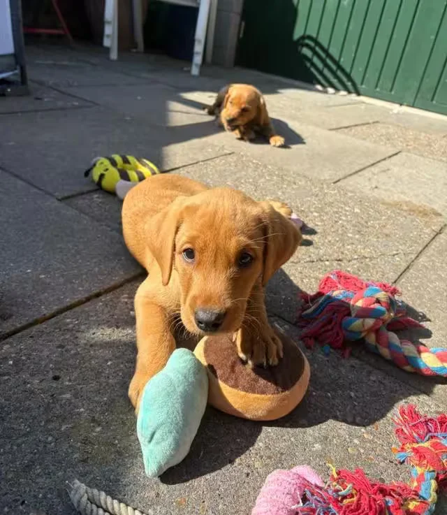 labrador