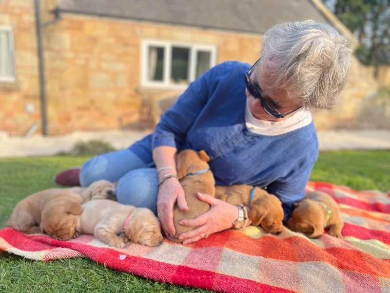 labrador owners