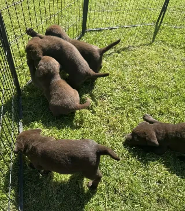 new labrador retriever puppy in the uk