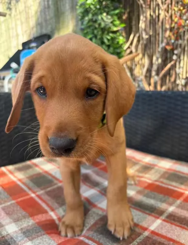 the labrador breed